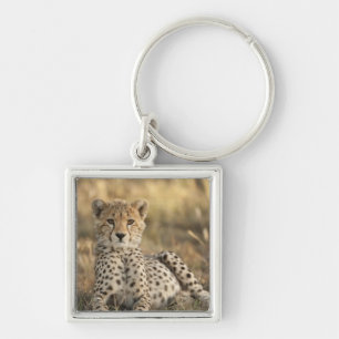 Llavero Guepardo, Acinonyx jubatus