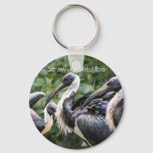 Llavero ¿Hace usted parque zoológico? Ibis Paja-necked