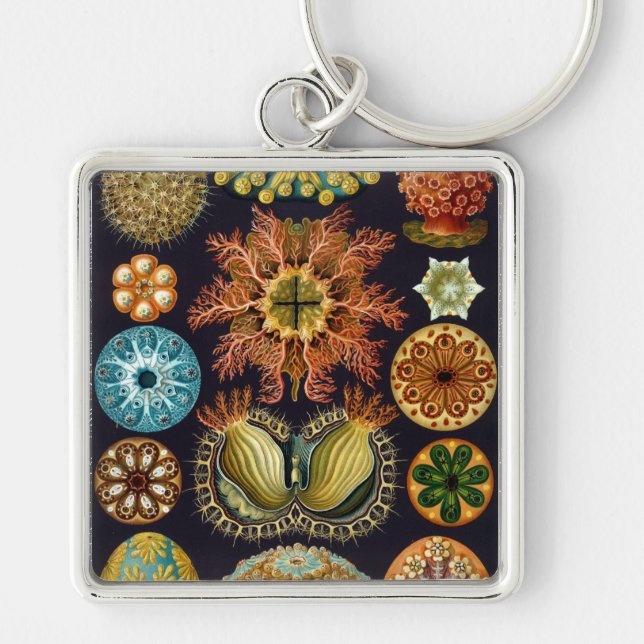 Llavero Haeckel (Frente)