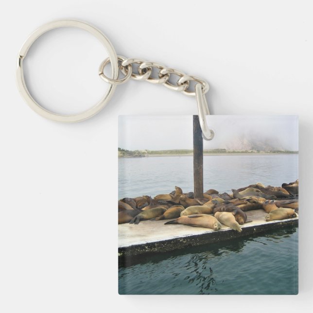 Llavero Harbour Seals, Morro Bay, California (Frente)