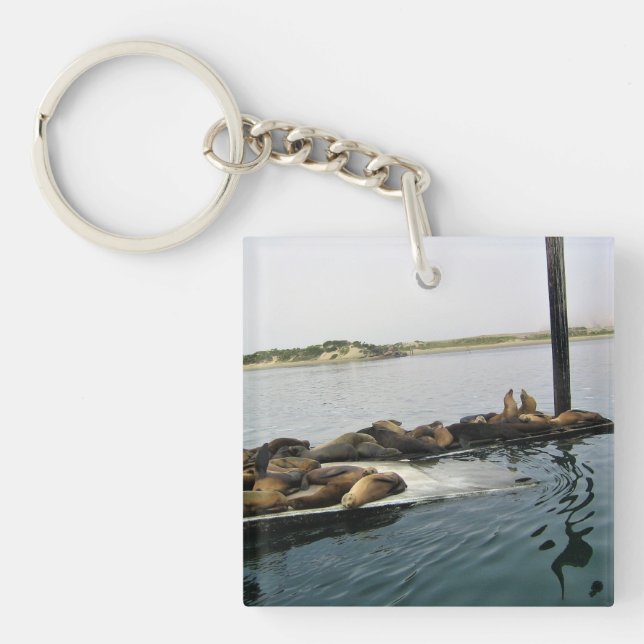 Llavero Harbour Seals, Morro Bay, California (Frente)
