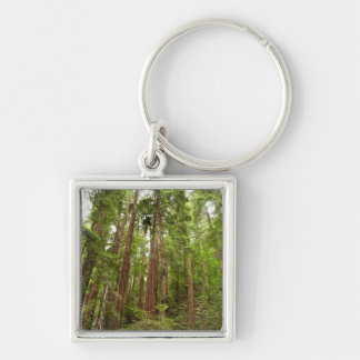Llavero Hasta Redwoods I en el Monumento Nacional Muir Woo