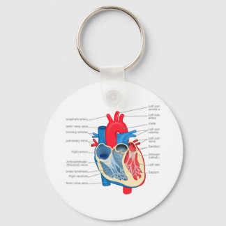 Llavero Heart_Anatomy
