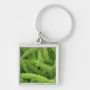 Llavero Helecho cola de zorro, Asparagus densiflorus myers