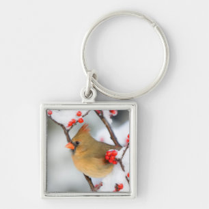 Llavero hembra de cardenal norteño en Common Winterberry