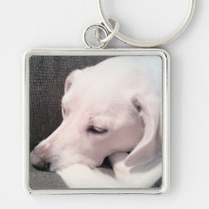 Llavero Hermoso perro de mezcla de labrador blanco durmien