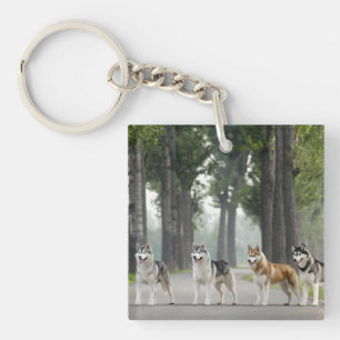 Llavero Hermosos perros Husky en un sendero natural