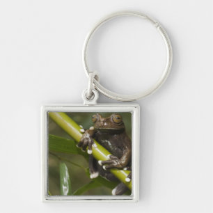 Llavero Hiloscirto de rana de árbol Tapichalaca cautiva 2