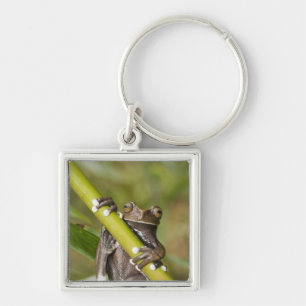 Llavero Hiloscirtus de la rana del árbol Tapichalaca cauti