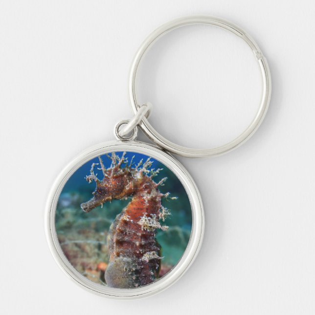 Llavero Hipocampo Ramulosus del caballo de mar el | (Frente)