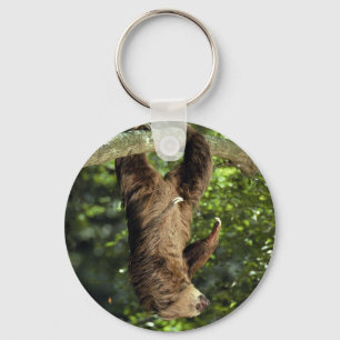 Llavero Hoffmann's two-toed sloth