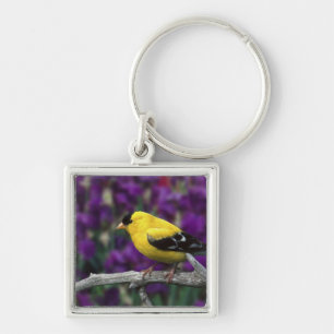 Llavero Hombre, Goldfinch estadounidense en otoño,