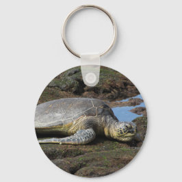 Llavero Honu descansando en las cálidas rocas