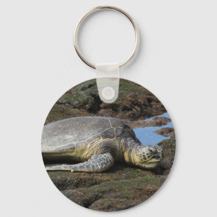 Llavero Honu descansando en las cálidas rocas