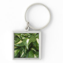 Hosta Leaves