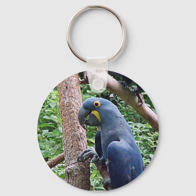 Llavero Hyacinth Macaw (Anverso)