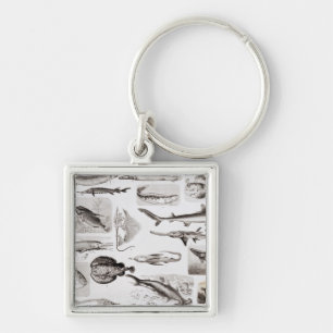 Llavero Ictiología Elasmobranch, ganoide