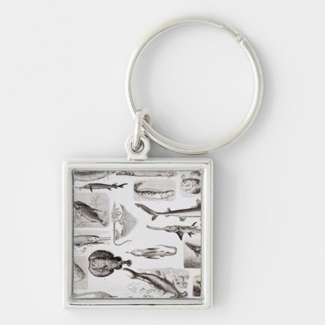 Llavero Ictiología Elasmobranch, ganoide (Frente)
