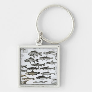 Llavero Ictiología, pescados oseos, Marisipobranchs