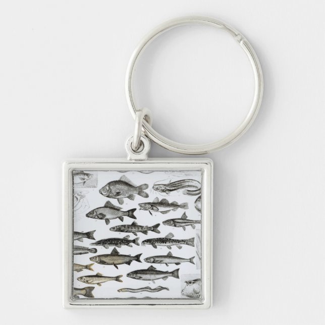 Llavero Ictiología, pescados oseos, Marisipobranchs (Frente)