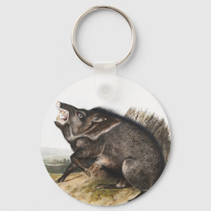 Llavero Ilustracion Collared Peccary Dycoteles torquatus