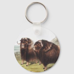 Llavero Ilustracion Musk Ox (Ovibos moschatus)