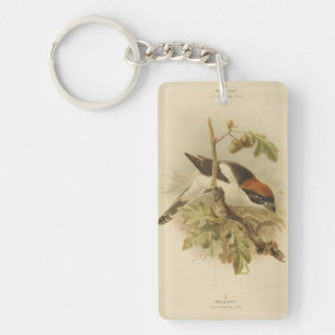 Llavero Ilustracion vintage de Woodchat Shrike
