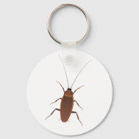 Insectos de cucaracha