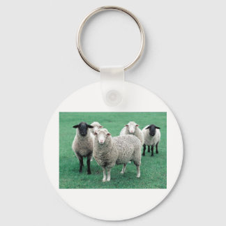 Llavero Iowa Sheep