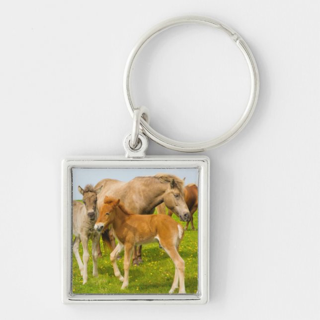 Llavero Islandia. Dyrholaey. Terneros de caballo de Island (Frente)