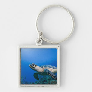 Llavero Islas Caimán, Little Cayman Island, Bajo el agua 2
