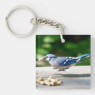 Llavero Jay azul recibiendo un maní