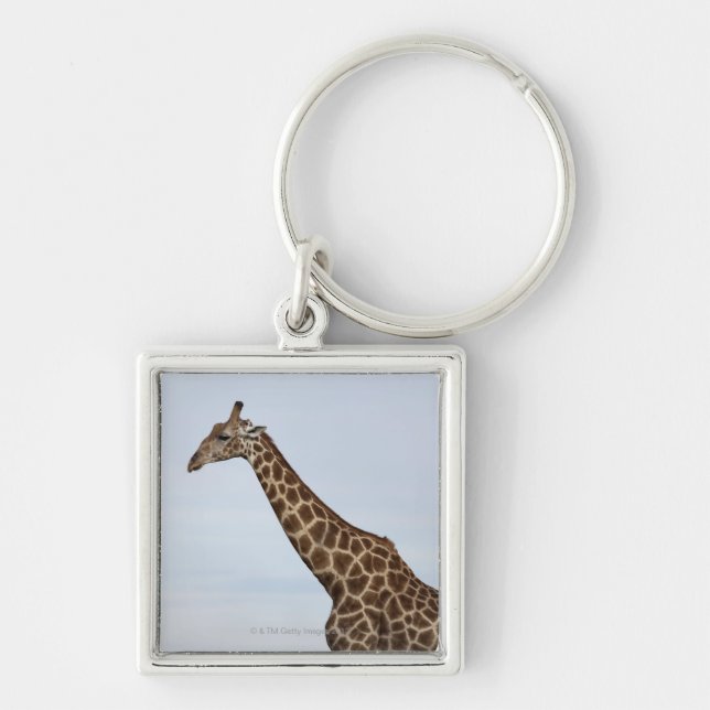 Llavero Jirafa (camelopardalis) del Giraffa, Chobe P (Frente)