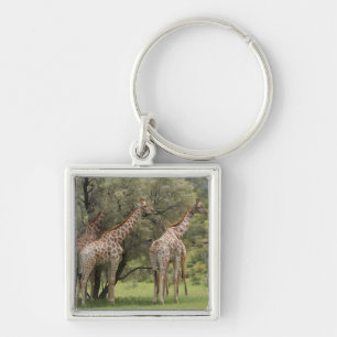 Llavero Jirafa, camelopardalis del Giraffa, Kgalagadi 2