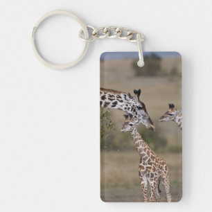 Llavero Jirafa Masái (Giraffa tippelskirchi)