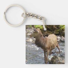Llavero Joven ciervo rojo en el río