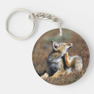 Llavero Jóven zorro gris en el Parque Nacional Torres Del 
