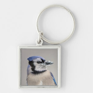 Llavero Judía azul con nieve en su pico