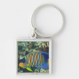Llavero Juvenile Regal Angelfish Pygoplites