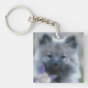 Llavero Keeshond y Columbine - Fotografía de perro
