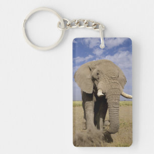 Llavero Kenia: Parque Nacional Amboseli, elefante macho