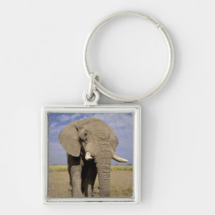 Llavero Kenia: Parque Nacional Amboseli, elefante macho