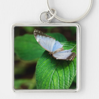 Llavero Keychain Morfo Azul 112