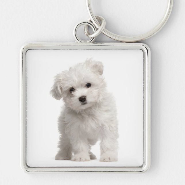 Llavero Keychain, Personalizado del amor al perro de Malta (Frente)