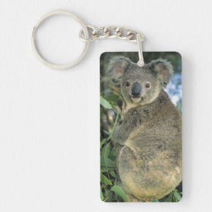 Llavero Koala, Phascolarctos cinereus), en peligro de exti