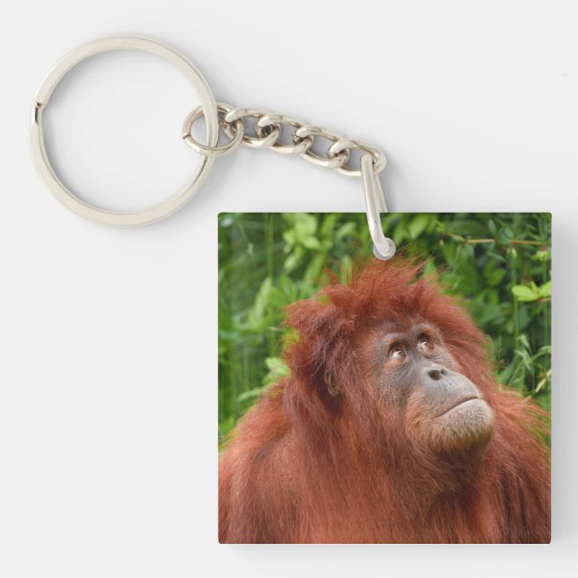 Llavero La mirada reflexiva de Orangutan (Frente)