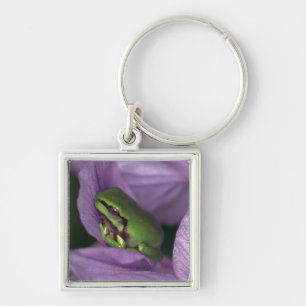 Llavero La rana arbórea del blanco