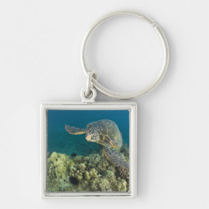 Llavero La tortuga verde del mar, (Chelonia mydas), es la 