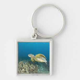 Llavero La tortuga verde del mar, (Chelonia mydas), es la