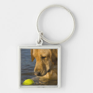 Llavero Labrador amarillo con una pelota de tenis en el